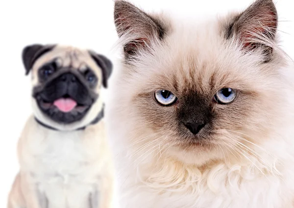 Angry cat and happy dog — Stock Photo, Image