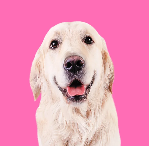 Söt trevlig Golden Retriever på rosa bakgrund — Stockfoto