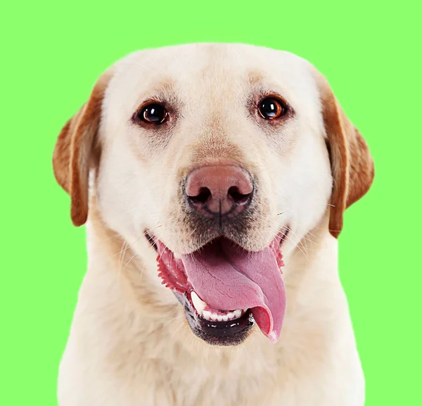 Roztomilý labrador na zeleném pozadí — Stock fotografie