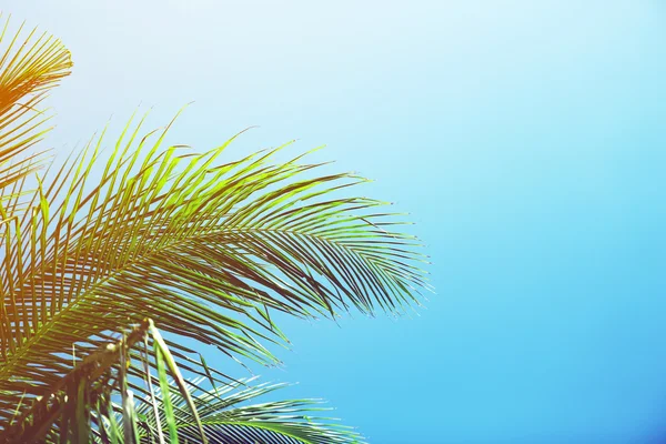 Liści palmowych z światło słoneczne — Zdjęcie stockowe