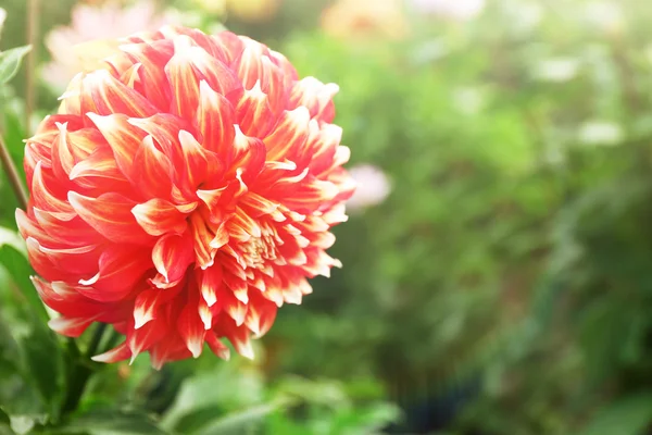 Schöne Dahlienblüte — Stockfoto