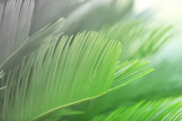 Folhas de palma close-up — Fotografia de Stock