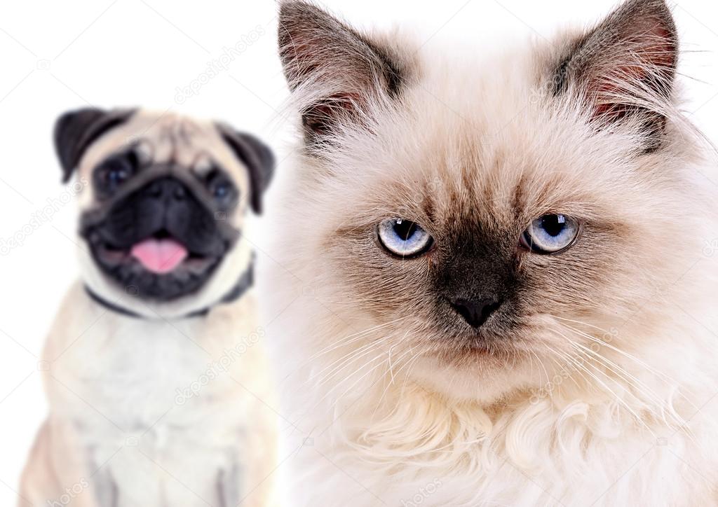 Angry cat and happy dog