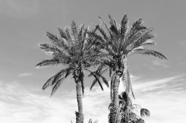 Palmiye ağaçları, retro Stilizasyon