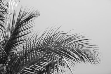 Retro Stilizasyon palmiye yaprakları