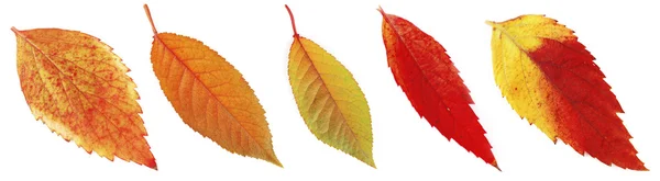 Różne jesiennych liści — Zdjęcie stockowe