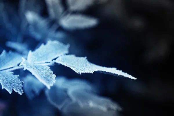 Frostiga vinter lämnar — Stockfoto