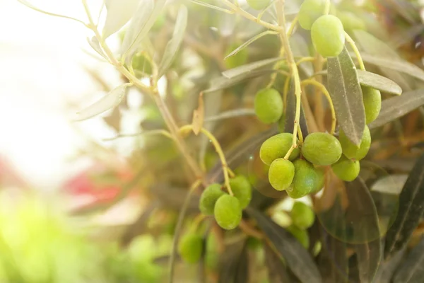 Zeytin ağacı sera içinde — Stok fotoğraf