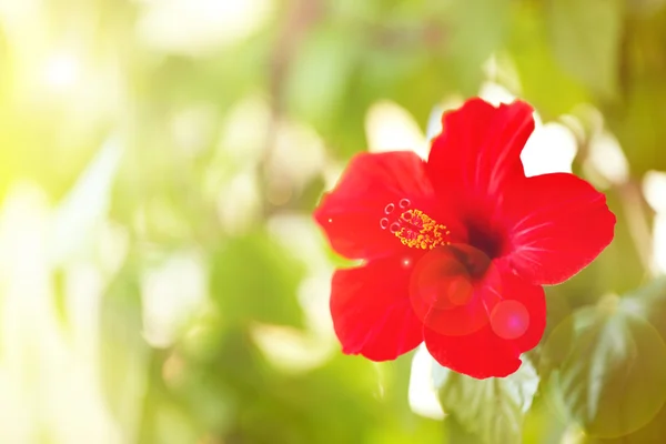 Bellissimo fiore di ibisco — Foto Stock