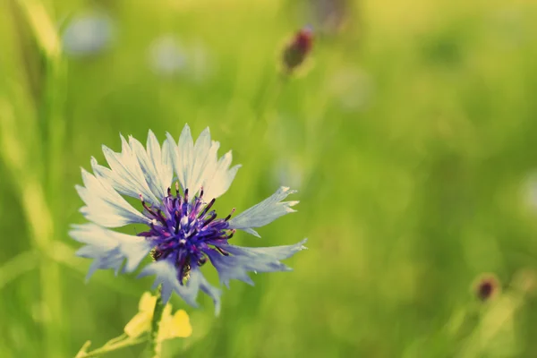 Colorful Beautiful cornflower — Stock Photo, Image