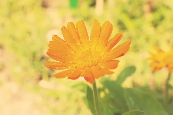 Blühende Ringelblume — Stockfoto