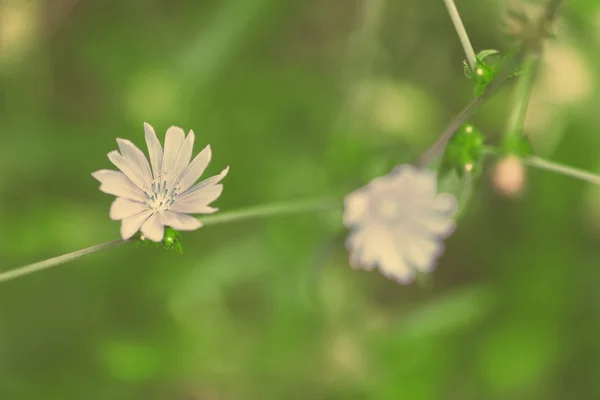 Flowering chicory (Cichorium intybus) — Stock Photo, Image