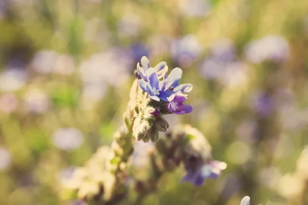 Beautiful blossoming wildflowers — Stock Photo, Image