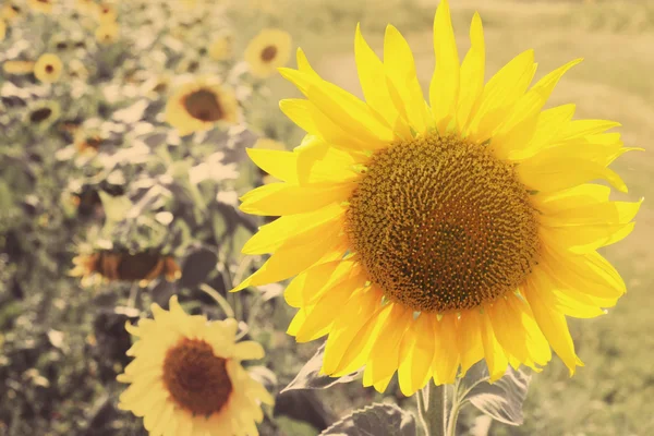 Hermosos girasoles en el campo —  Fotos de Stock