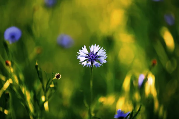 Schöne blaue Kornblumen — Stockfoto