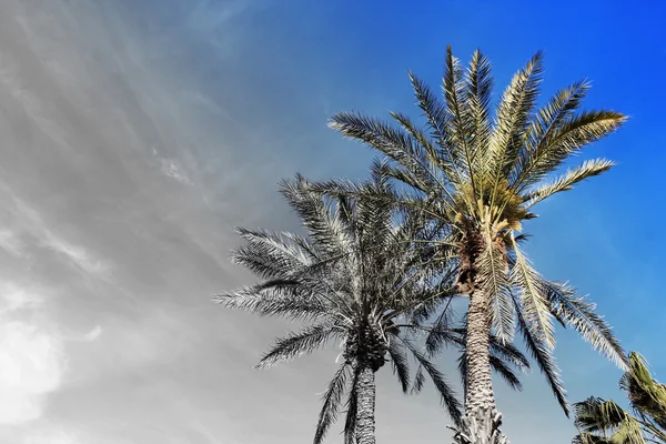 棕榈树，复古风格 — 图库照片