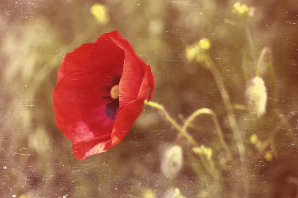 Poppy flower in field — Stock Photo, Image
