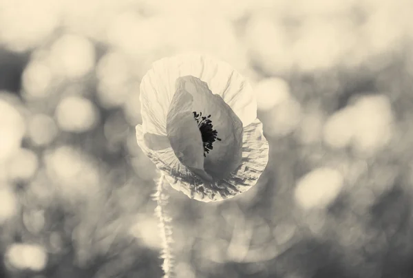 Fleur de pavot dans le champ — Photo