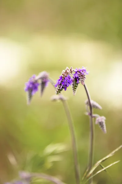 Beautiful wild flowers — Stock Photo, Image