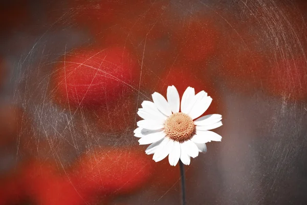 Daisy flower in veld — Stockfoto