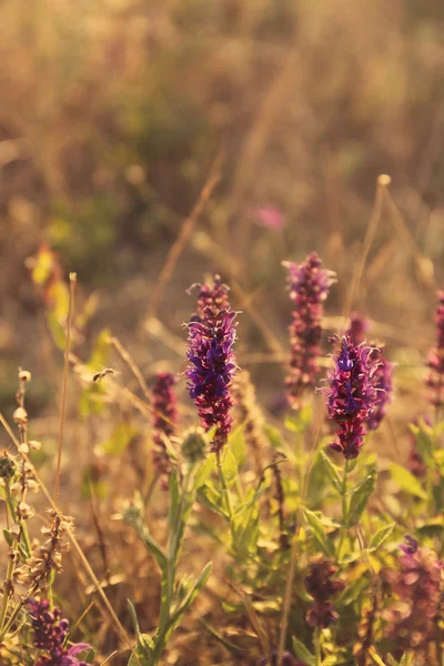Hermosas flores en el campo —  Fotos de Stock