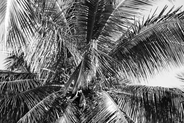 Palm tree retro stylizace — Stock fotografie