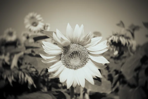 Schöne Sonnenblumenblume — Stockfoto