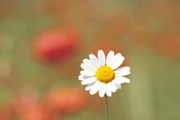 Vacker tusensköna blomma — Stockfoto