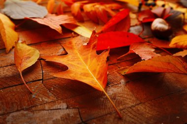 sonbahar yaprakları arka plan