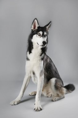 Genç Husky oturan