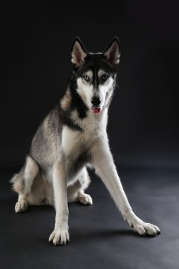 Husky genç siyah