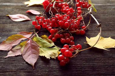 sonbahar yaprakları arka plan