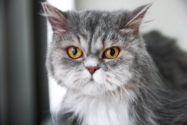 Gri kedi odada