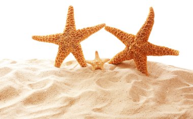 Büyük güzel starfishes  