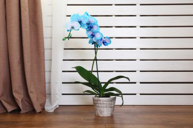 Mavi orkide çiçekleri iç