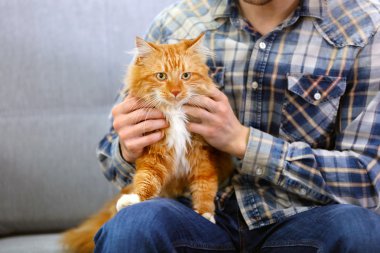 Kabarık kırmızı kedi tutan oturan adam