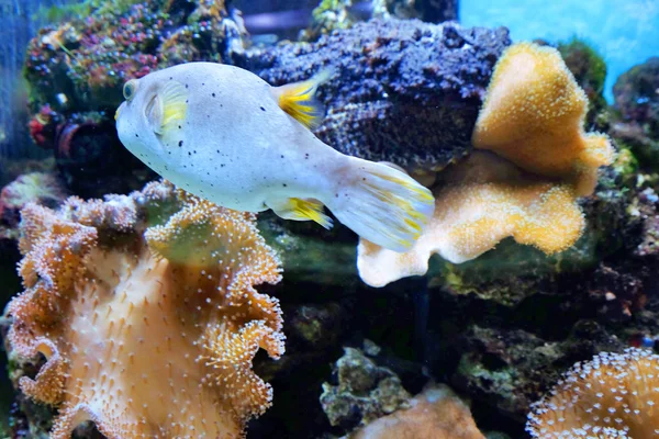 Peces exóticos en un acuario —  Fotos de Stock