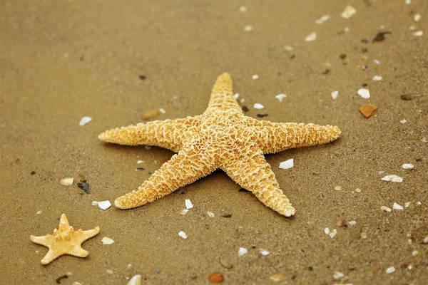 Grandes estrelas-do-mar bonitas — Fotografia de Stock