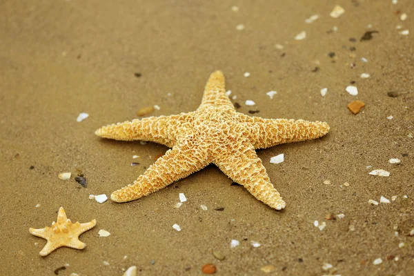 Big beautiful starfishes — Stock Photo, Image