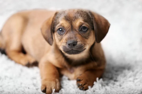 自宅のカーペットの上の子犬 — ストック写真