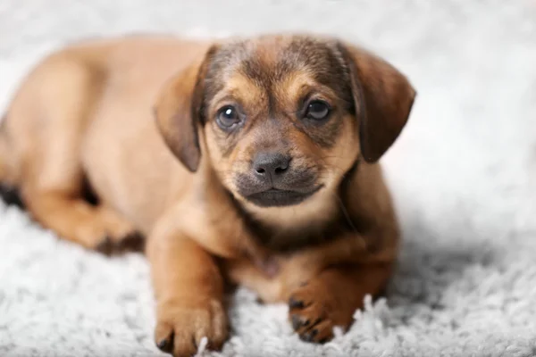 Köpek evde halı üzerinde — Stok fotoğraf