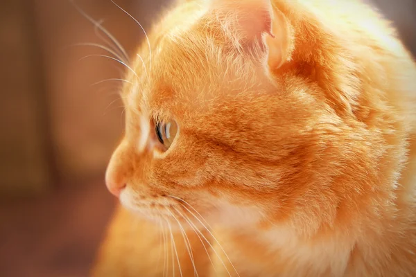 Імбирний кіт сидить вдома — стокове фото