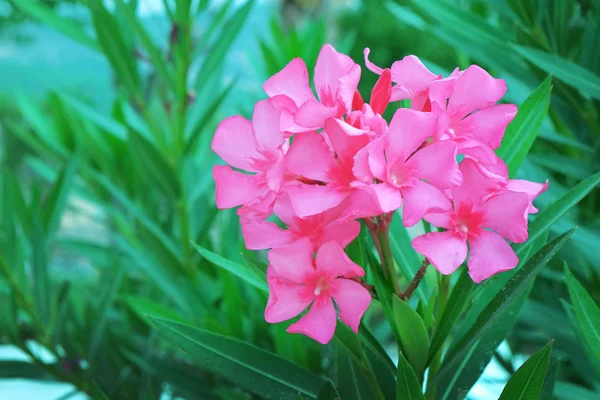 Hermosas flores rosadas — Foto de Stock