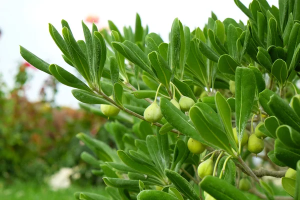 Grüner Olivenbusch — Stockfoto