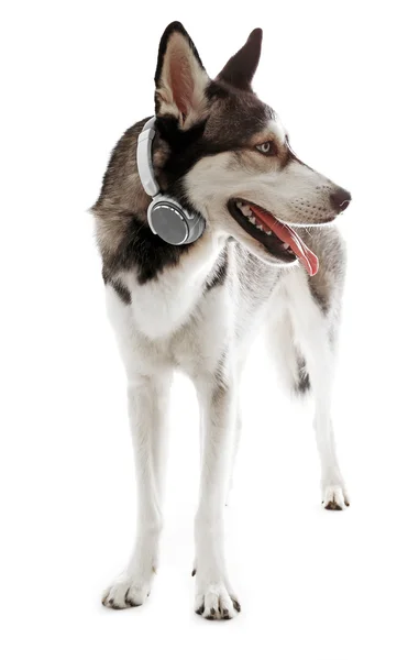 Siberian Husky with headphones — Stock Photo, Image