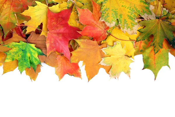 Hojas de arce de otoño —  Fotos de Stock