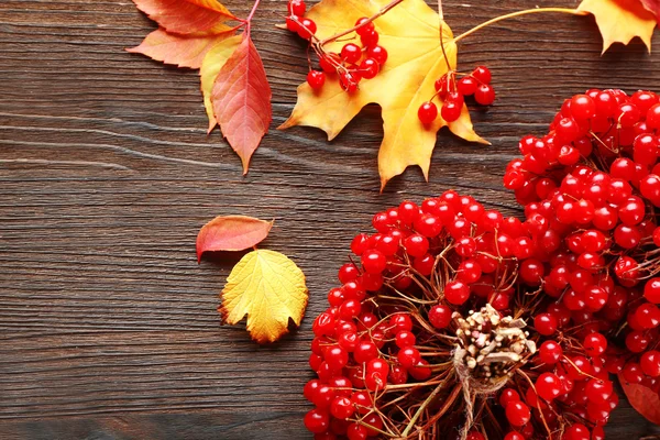 Bündel von Viburnum und bunten Blättern — Stockfoto