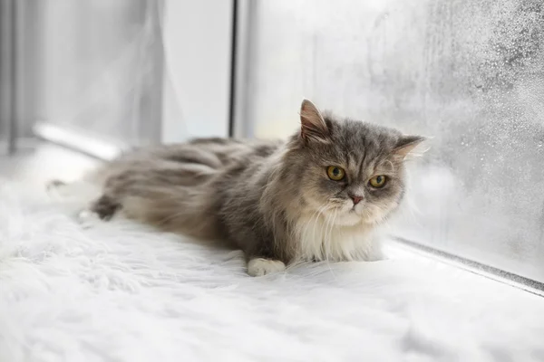 Γκρι γάτα σε windowsill — Φωτογραφία Αρχείου