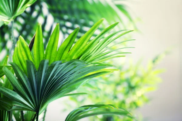 Green palm leaves — Stock Photo, Image