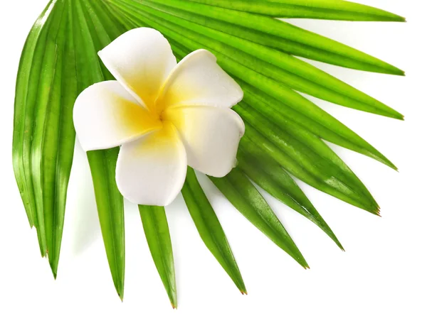 Plumeria flor e folhas de palma — Fotografia de Stock
